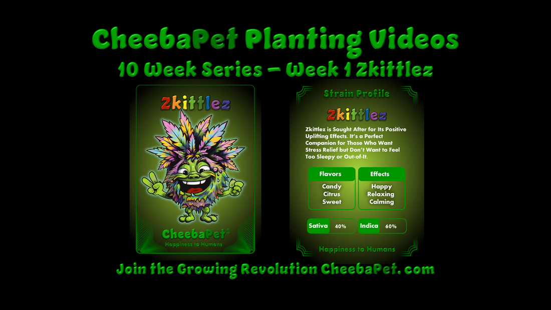 CheebaPet Weekly Grow Series - All 10 CheebaPets Over 10 Weeks