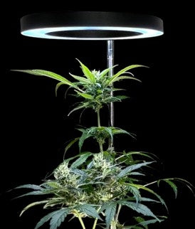 CheebaPet Halo Grow Light Plus - 72 LEDs Full Spectrum Adjustable Height 11" - 56"